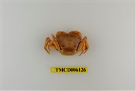 藏品(黃綠澤蟹)的圖片